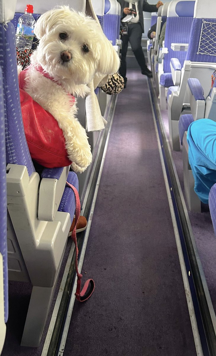 Oh, You talkin' to me? 

 🐕 

#sncf