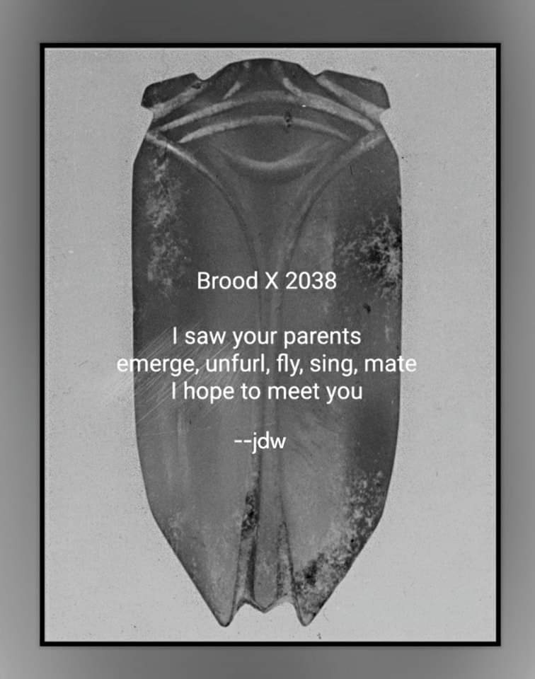 A hopeful goal that encourages taking better care of myself to greet them with gratitude and wonder. #hope #gratitude #wonder #cicada #cicadas #magicicada #BroodX2038 #BroodX #BroodX1987 #BroodX2004 #BroodX2021 #pandemicjournal