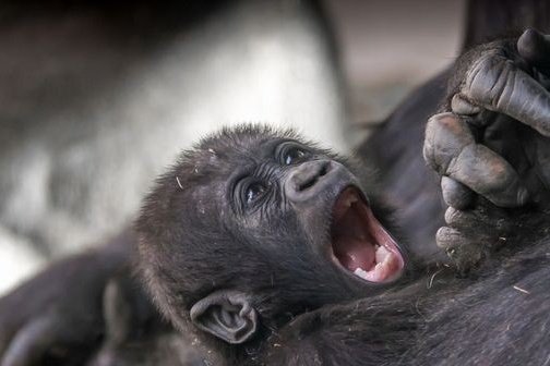 Tiny Gorilla (@gorilla_tiny) on Twitter photo 