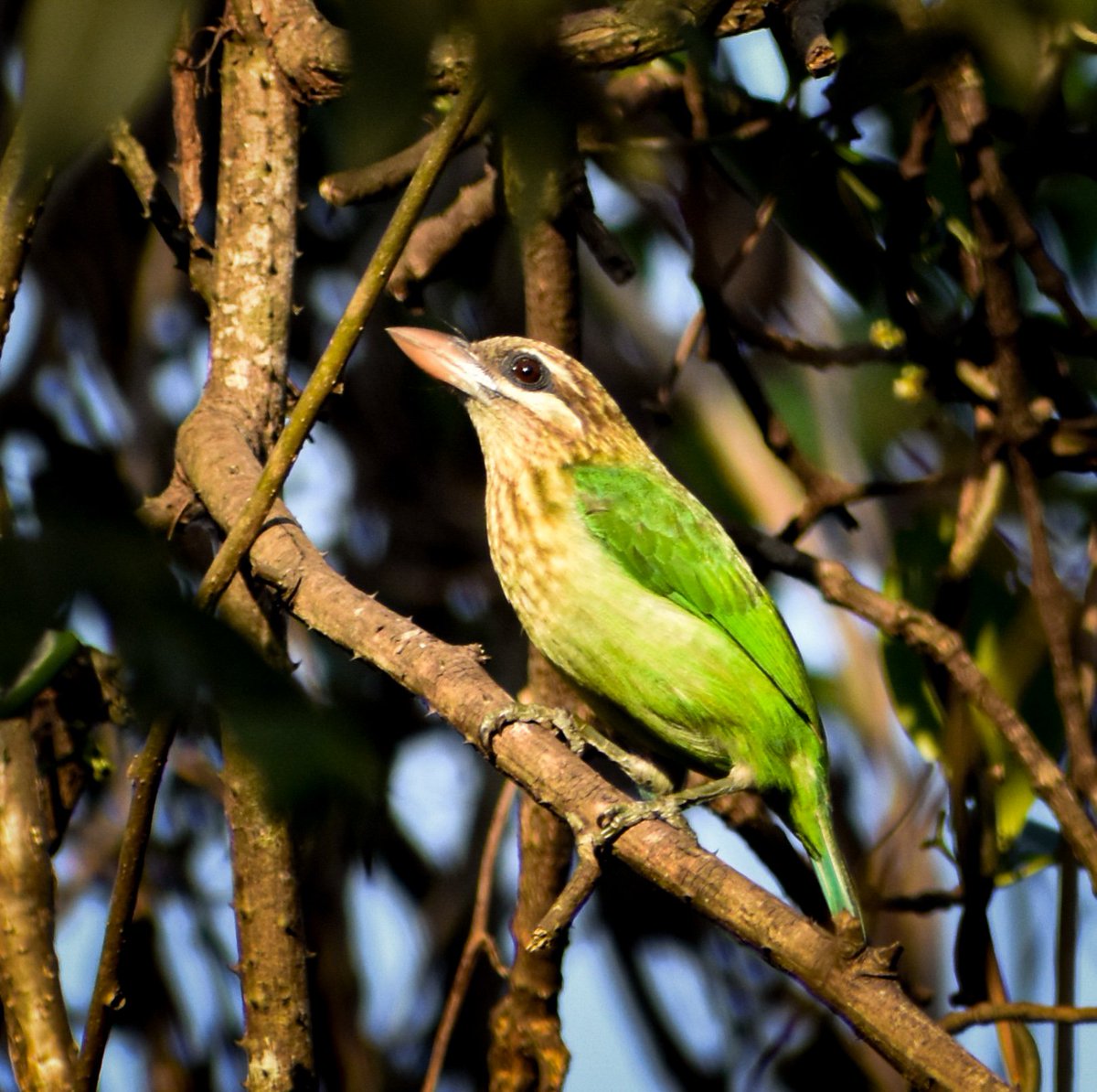 One those birds that made me do my silent birding dance, after a long time i had the chance to sight a barbet!💚💚  
#IndiAves #birdphotography #NaturePhotography #ThephotoHour #BirdTwitter