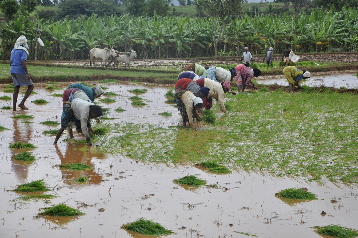 From #farmers, #agri-entrepreneurs, academics & policymakers to #consumers - everyone plays a key role in #sustainablefood production & consumption. Know how @WRIIndia & @UNEP are supporting #healthydiets & #foodsecurity with these diverse stakeholders. 👉bit.ly/49Z2pSu