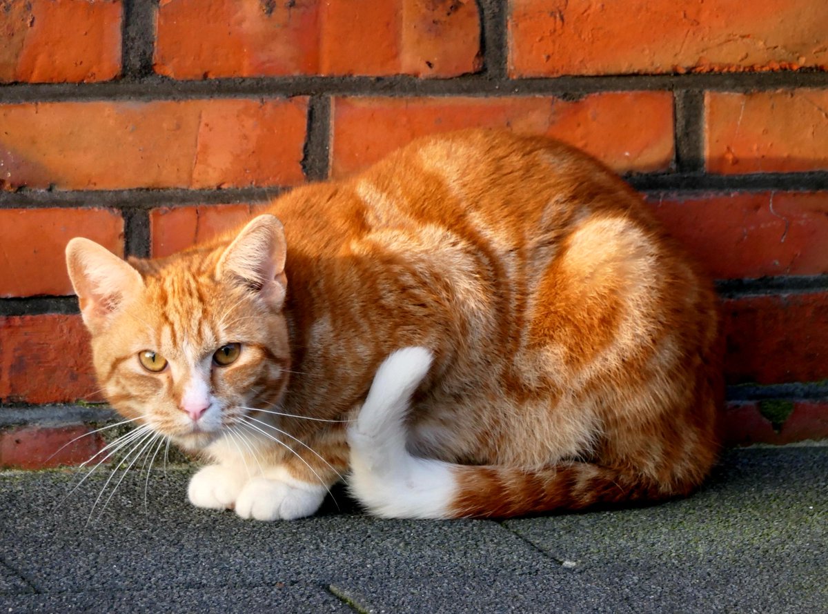 #mei_nmooistefotos #huisdier in de buurt @bosw8er_jochem