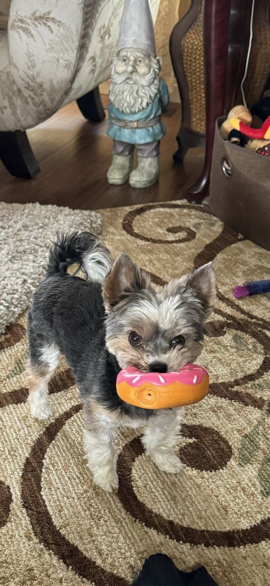Gio. Happy Monday everyone! Harley left me a donut 🍩❣️🫶🏼🐾😋 #MondayMood