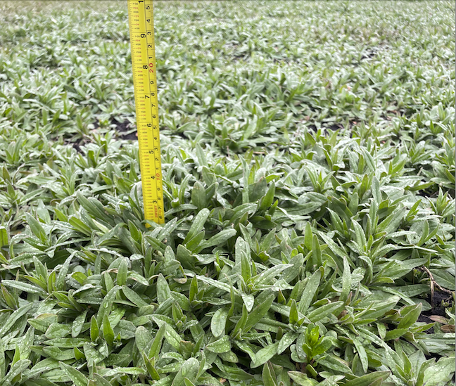 Most spring seeded crops are only now being planted in Canada. By contrast, Yield10 winter Camelina and its renowned frost-tolerance feature were planted months earlier. As you can see, they are already in the early stages of bolting #camelina #agtech $YTEN