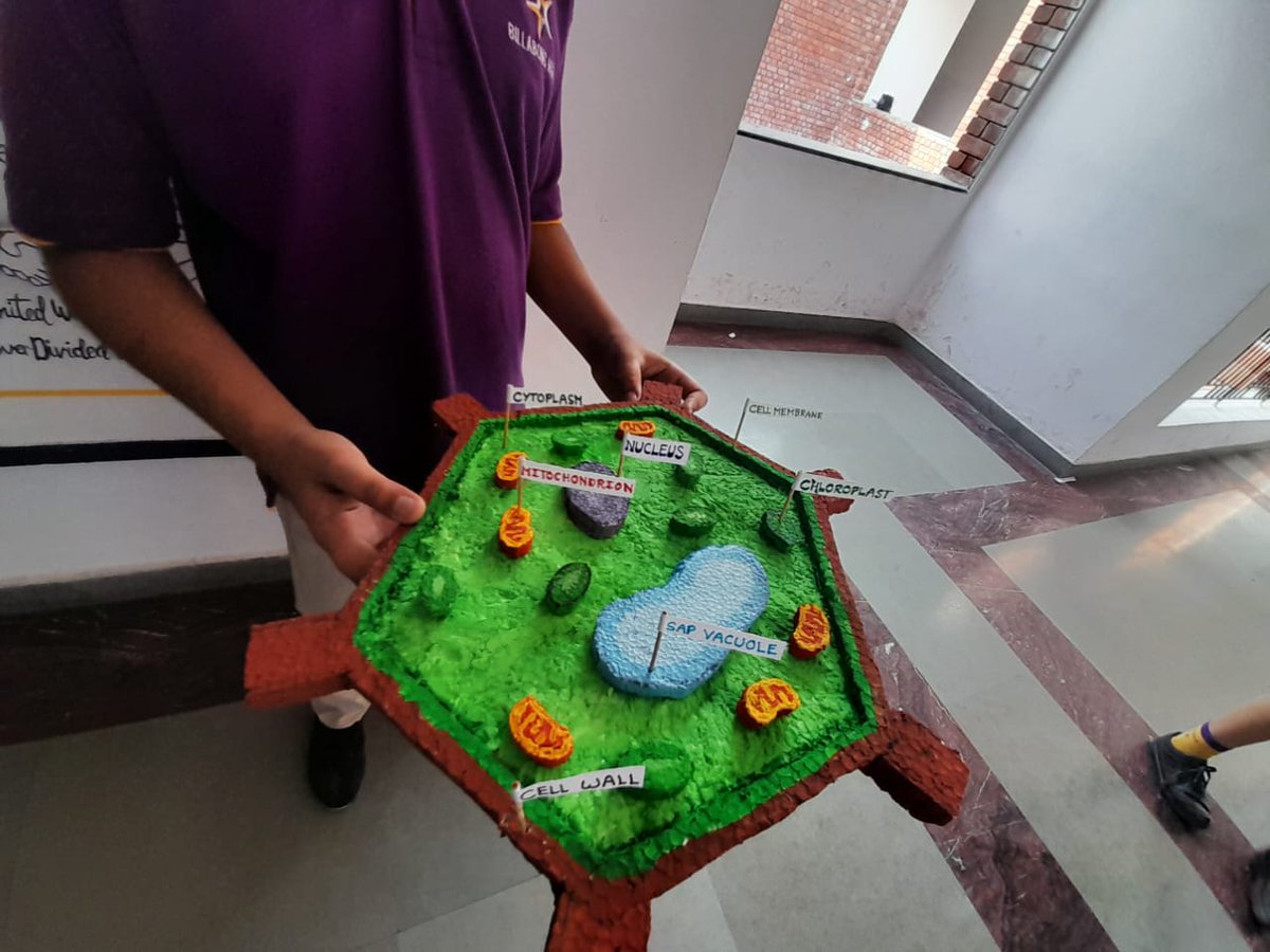 6IG Biology 

L/O - Students of 6IG had a hands-on learning experience by making plant cell model and present it in groups. 

#umakrishnaeducationalfoundation #thegreatschool #internationalschool #billabongkanpur #bhiskanpur #students #teachers #parents #experientiallearning