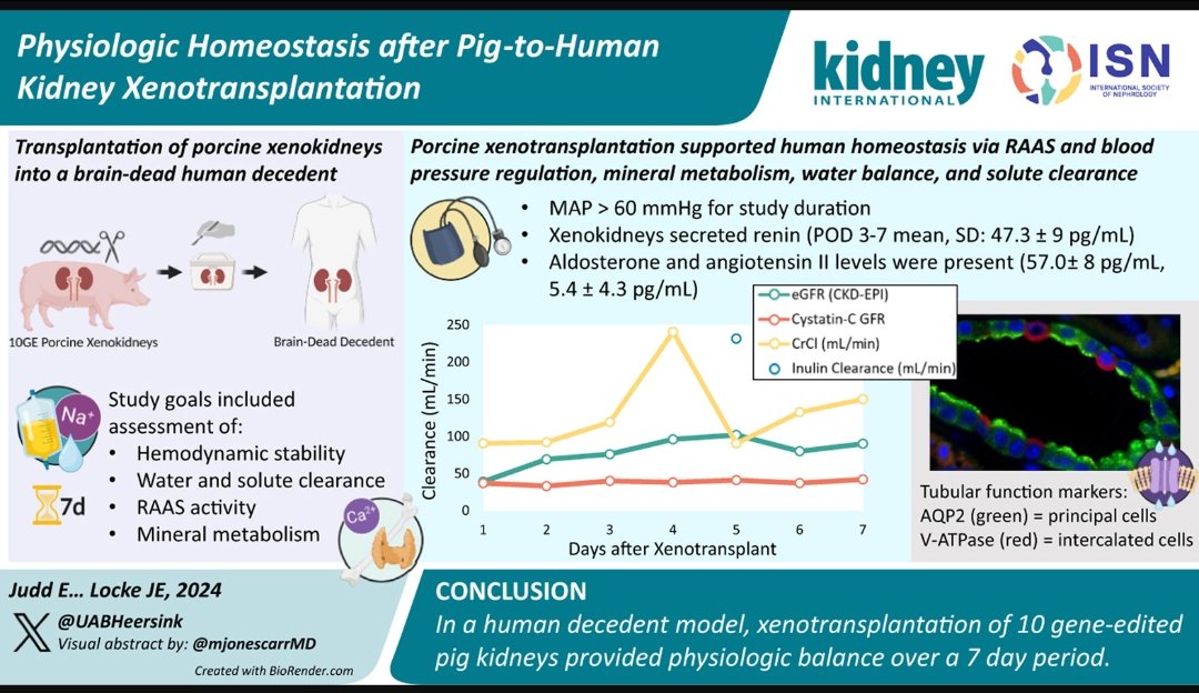 PHENOMENAL Scientific advancement ❗❗❗

♨️🔥💫🧾Stable function of xenokidney (gene edited pig 🫘) in decedent human model for 7 days ❗❗❗

👀👇 <a href="/Kidney_Int/">Kidney International</a> 

#NephTwitter #NephX #Nephrology #MedTwitter #MedX #NewsBreak