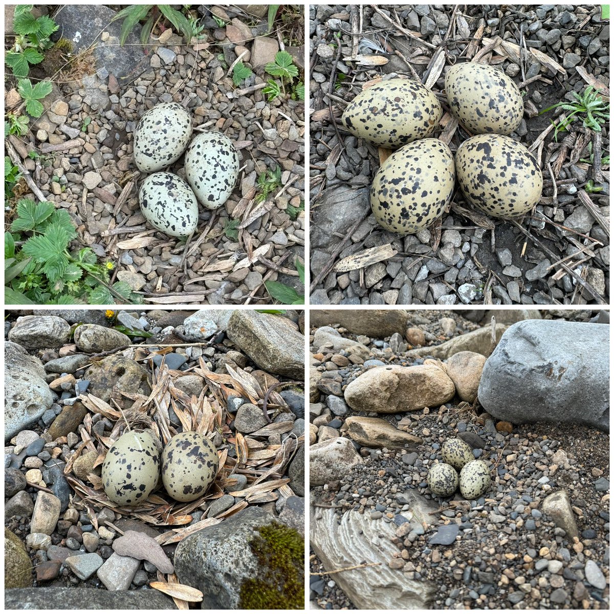 Waderfest..…… Co Durham Dales from last few weekends pic 1 Redshank,Golden Plover, Little Ringed Plover (Sch 1 licence) Curlew. Pic 2 Woodcock different breeding stages. Pic 3 Lapwing nest’s & fledglings. Pic 4 Oystercatcher nests with contents. @waderquest @WaderStudy