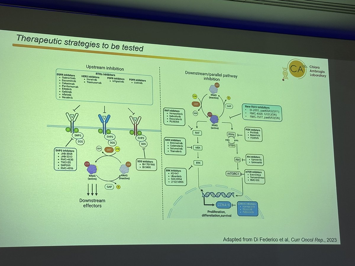 Great overview of resistance mechanisms to #KRAS inhibitors in #NSCLC at #RomeLung24 by @AmbrogioLab. Different therapeutic vulnerabilities depending on whether resistance is intrinsic, acquired, or adaptive.