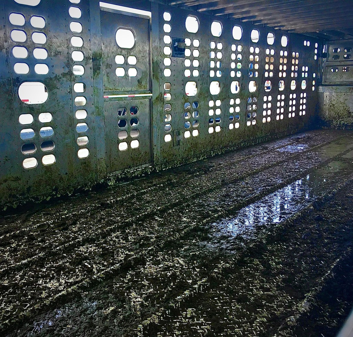 I saw an empty transport truck after it left a slaughterhouse so I walked up to it and took this pic inside. It's just as filthy as you'd expect. Imagine spending your final hours in this filth only to face a knife to the throat at the end of your journey?