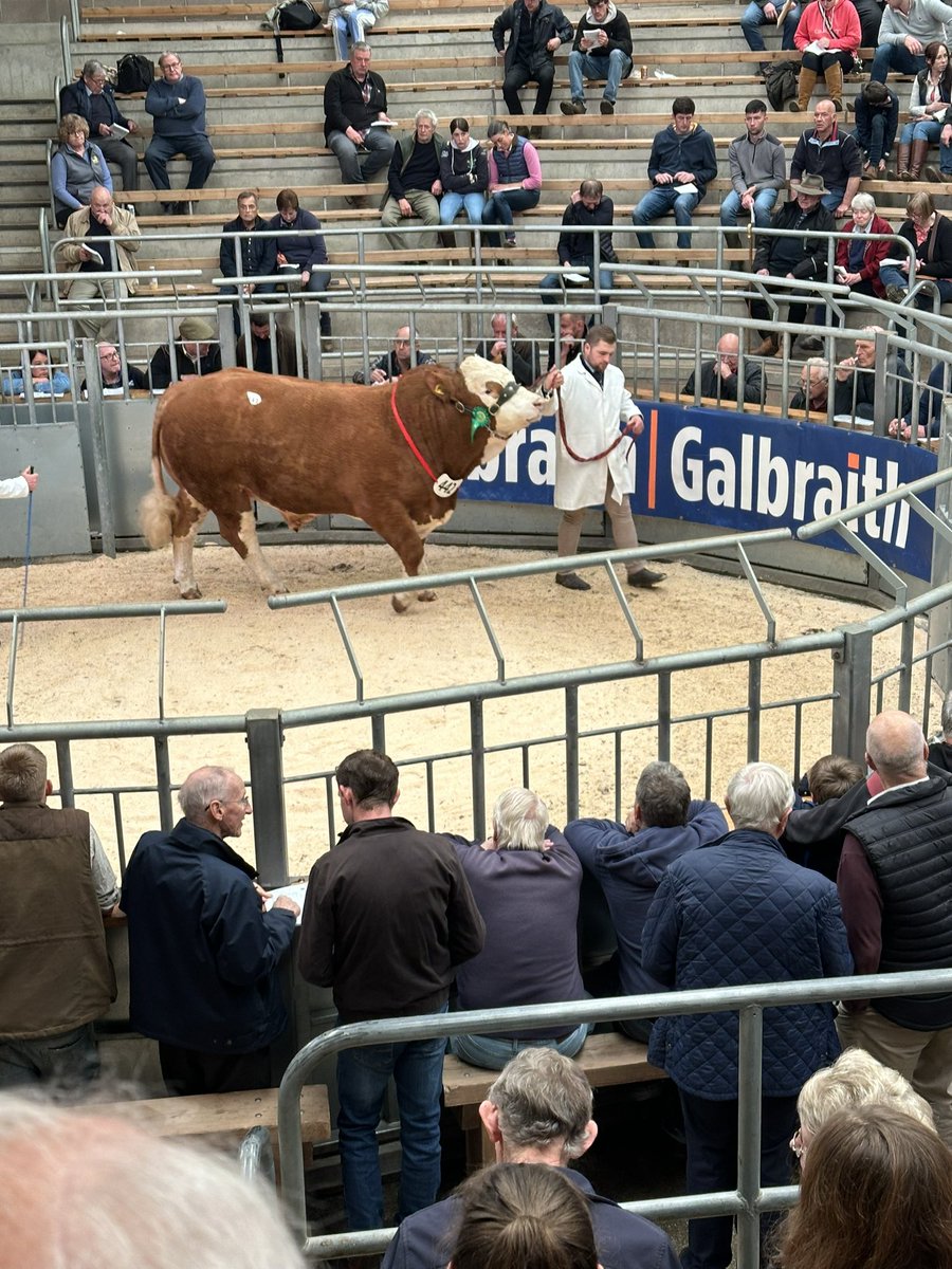 One of three of our bulls at Stirling today. Mixed results with many farmers staying at home to finish sowing.