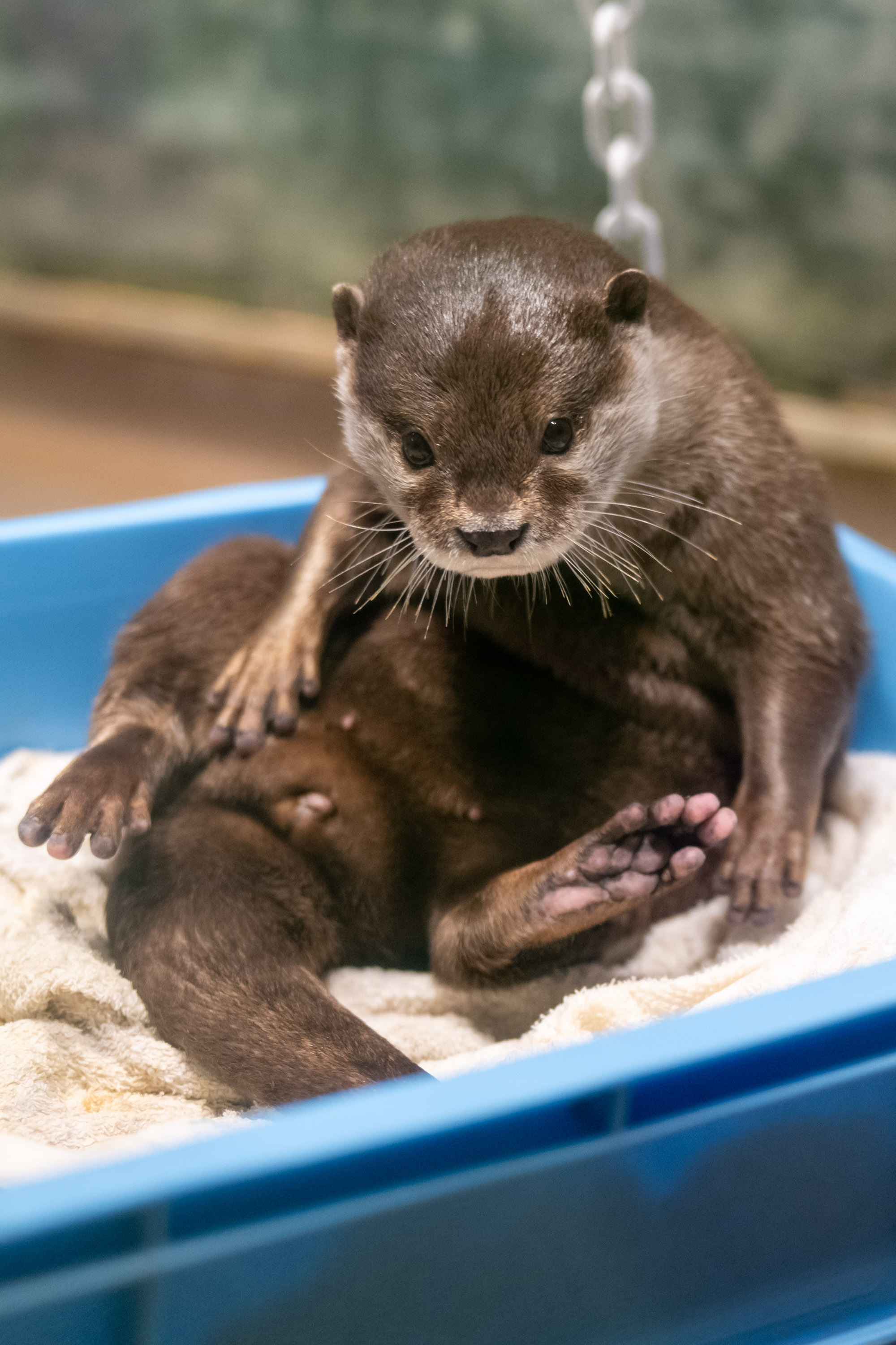 コツメカワウソ コツメカワウソ｜常設展示｜展示・館内紹介｜海遊館
