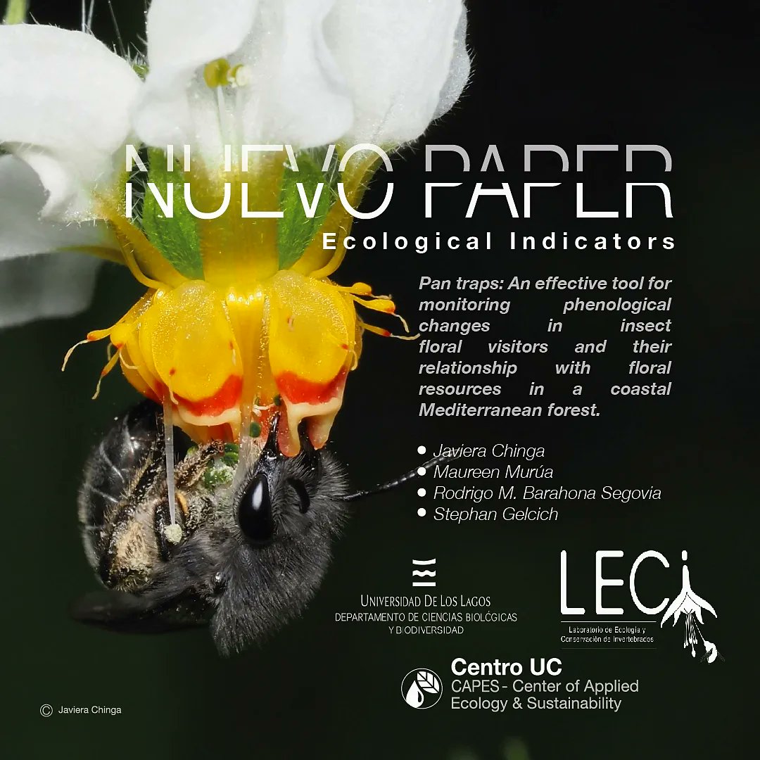 Moscas Florícolas de Chile Citizen Science (@moscasfloricola) on Twitter photo 🧵(1/5) Nuevo trabajo liderado x la Dra. <a href="/jbchinga/">Javiera Chinga</a> y en el que me invitaron a participar, fue publicado en la revista Ecological Indicators ¿Es adecuado muestrear insectos polinizadores/visitantes florales solo cuando un ecosistema ha llegado al máximo de flores? La resp. es no-> 🧵(1/5) Nuevo trabajo liderado x la Dra. <a href="/jbchinga/">Javiera Chinga</a> y en el que me invitaron a participar, fue publicado en la revista Ecological Indicators ¿Es adecuado muestrear insectos polinizadores/visitantes florales solo cuando un ecosistema ha llegado al máximo de flores? La resp. es no->