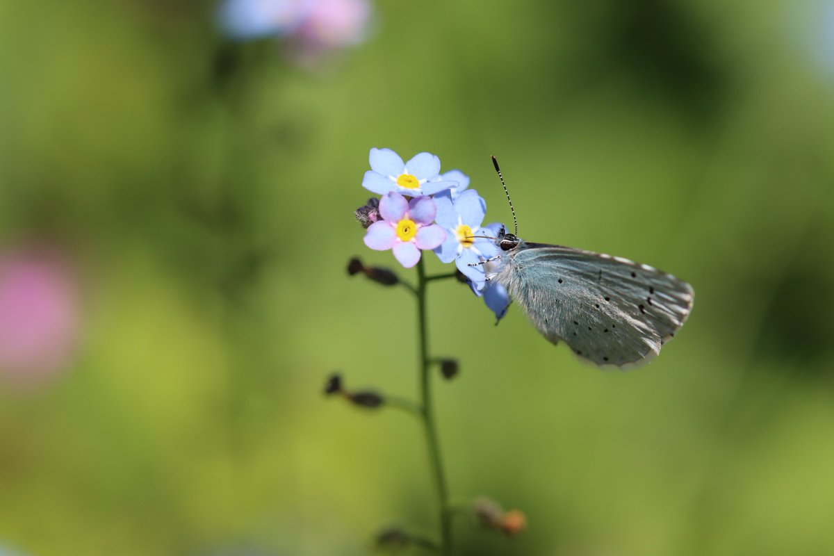 Saturday's 🌞 I had 2 Holly Blue #Butterfly 1 Green-veined 1 Red Admiral and 1 Brimstone in my Garden #Tenterden @savebutterflies @KentWildlife