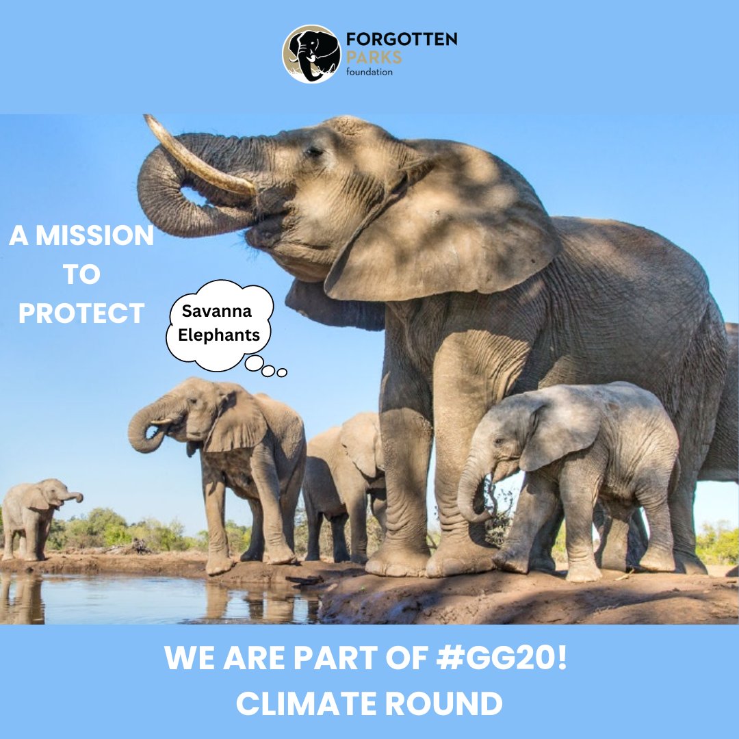 Forgotten Parks Foundation (@forgottenparksf) on Twitter photo We have few hours left to support our next collaring mission and Save the Last Savanna Elephants of DRC at <a href="/UpembaCD/">Upemba National Park</a> 🐘
There is no planet B, contribute here: explorer.gitcoin.co/#/round/42161/…
#GG20 #BTC #ETH We have few hours left to support our next collaring mission and Save the Last Savanna Elephants of DRC at <a href="/UpembaCD/">Upemba National Park</a> 🐘
There is no planet B, contribute here: explorer.gitcoin.co/#/round/42161/…
#GG20 #BTC #ETH