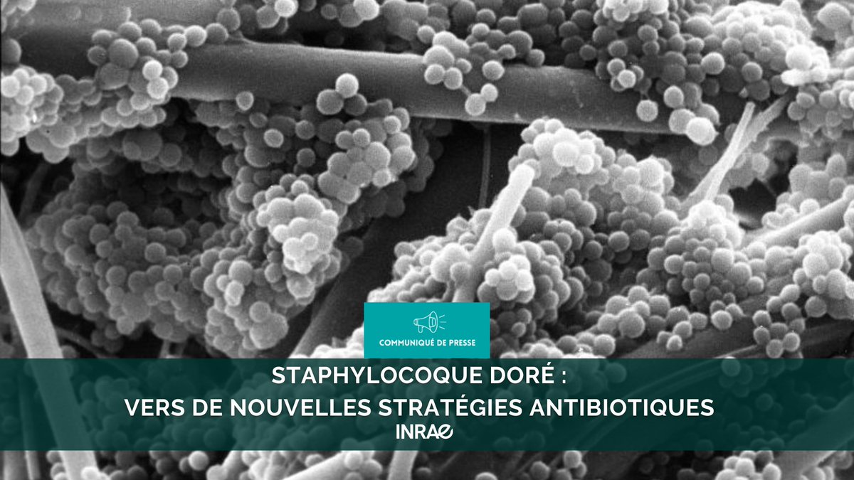 #RP_INRAE #Santépublique : des scientifiques #INRAE @CEA_Officiel et @CNRS ont découvert comment le staphylocoque doré, responsable notamment d’infections nosocomiales, peut survivre dans le sang. 👉Le staphylocoque doré détecte l’hème, une molécule toxique pour les bactéries.