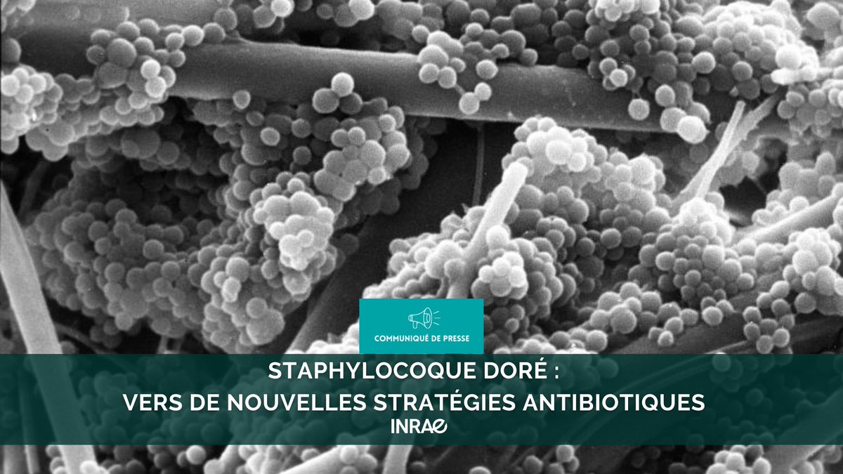 #RP_INRAE #Santépublique : des scientifiques #INRAE <a href="/CEA_Officiel/">CEA</a> et <a href="/CNRS/">CNRS 🌍</a> ont découvert comment le staphylocoque doré, responsable notamment d’infections nosocomiales, peut survivre dans le sang.

 👉Le staphylocoque doré détecte l’hème, une molécule toxique pour les bactéries.