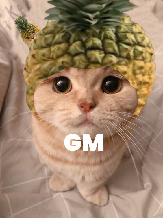 picaonbase's tweet photo. GM 💛🍍

(gud meowning)✨

$PICA #Base #BaseChain https://t.co/7Rxd776Ww5