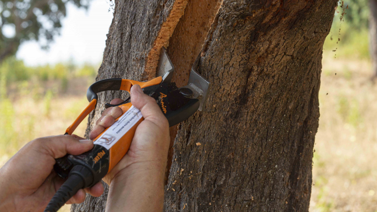 🍾El proyecto para la modernización del descorche GOSUBER, nominado a los Premios a la Innovación EIP-AGRI 2024 en la categoría 'Gestión Forestal sostenible'. Todos los detalles en: ℹ️short.upm.es/7bswf