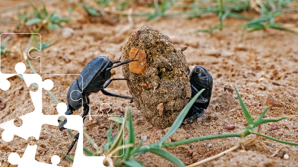 Meet a tiny yet mighty weight lifter. Of the 30,000-odd species worldwide, India is home to nearly 3,000 #dungbeetle species. These scarabs are known to push dung balls 50 times their own weight. Put together this jigsaw here: l8r.it/hGiJ Photo by @dhritimanimages