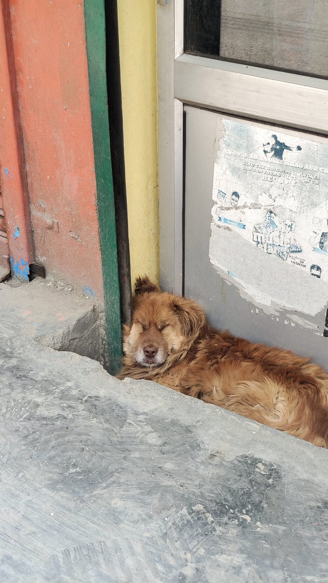 I want to sleep as deeply as this one is. One of our local bazaar dogs, can recognize most of them now. #HimachalPradesh #dogs