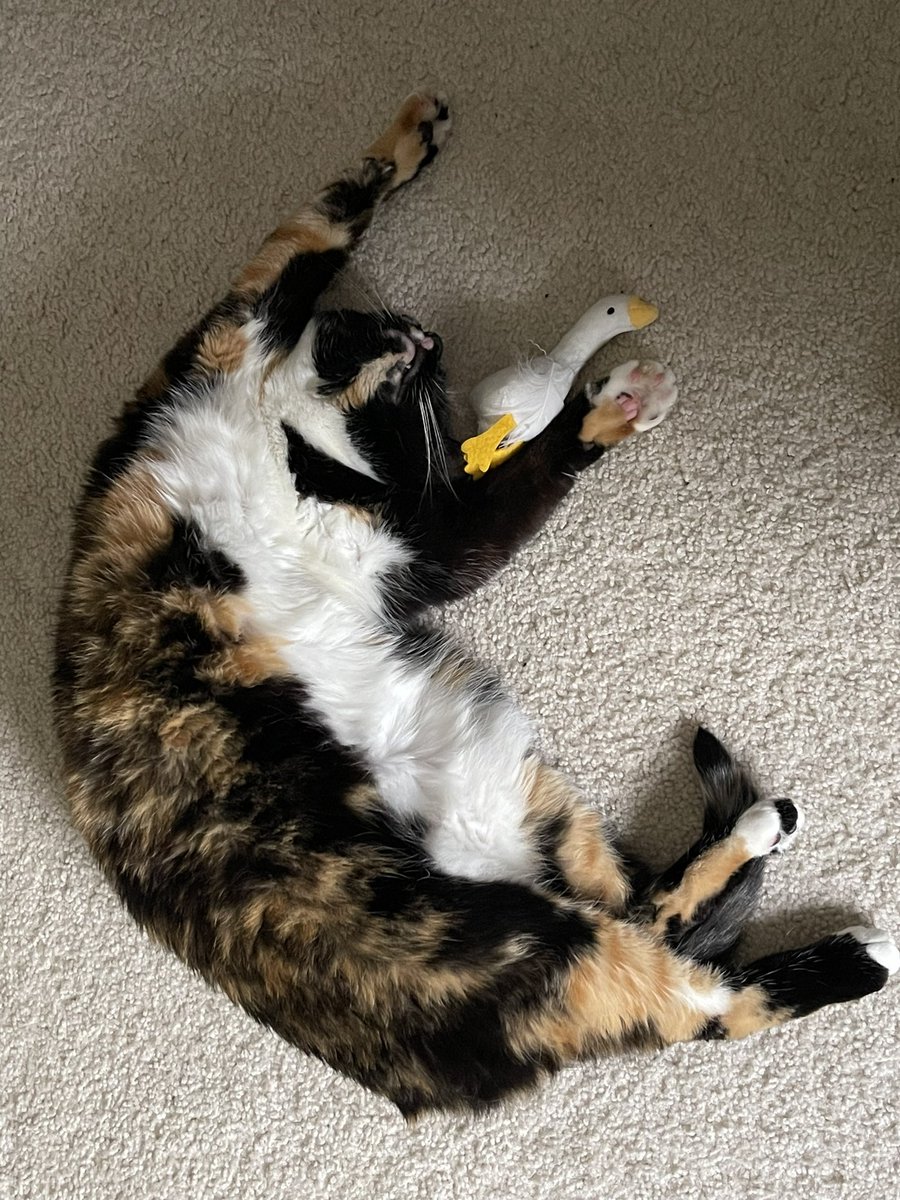 I’ve always been terrible at using this platform. 

However, I have always been really good at sharing cute cat photos. Here’s a silly goose with her silly goose. #catladybox