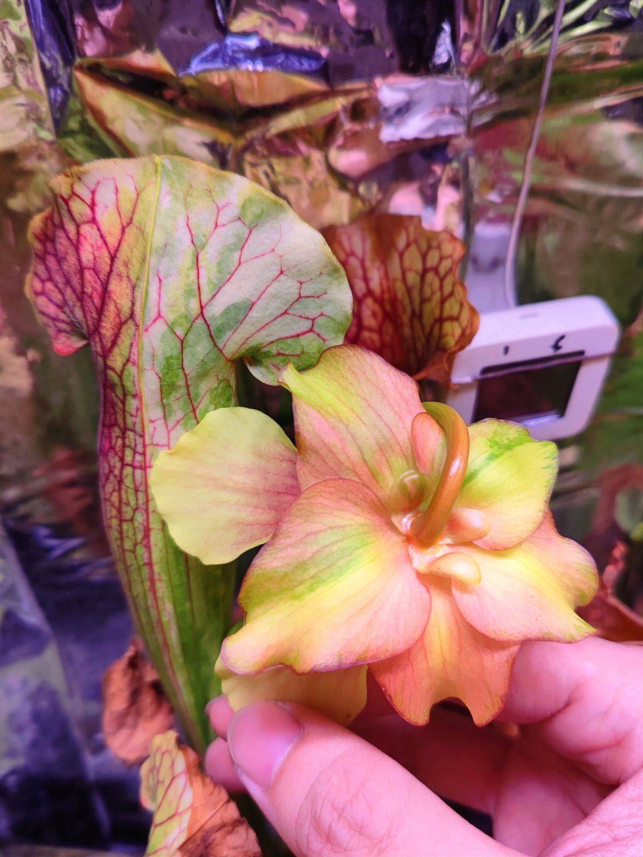 zczza2's tweet image. 今年的第四朵！🤩
白化特征简直完美