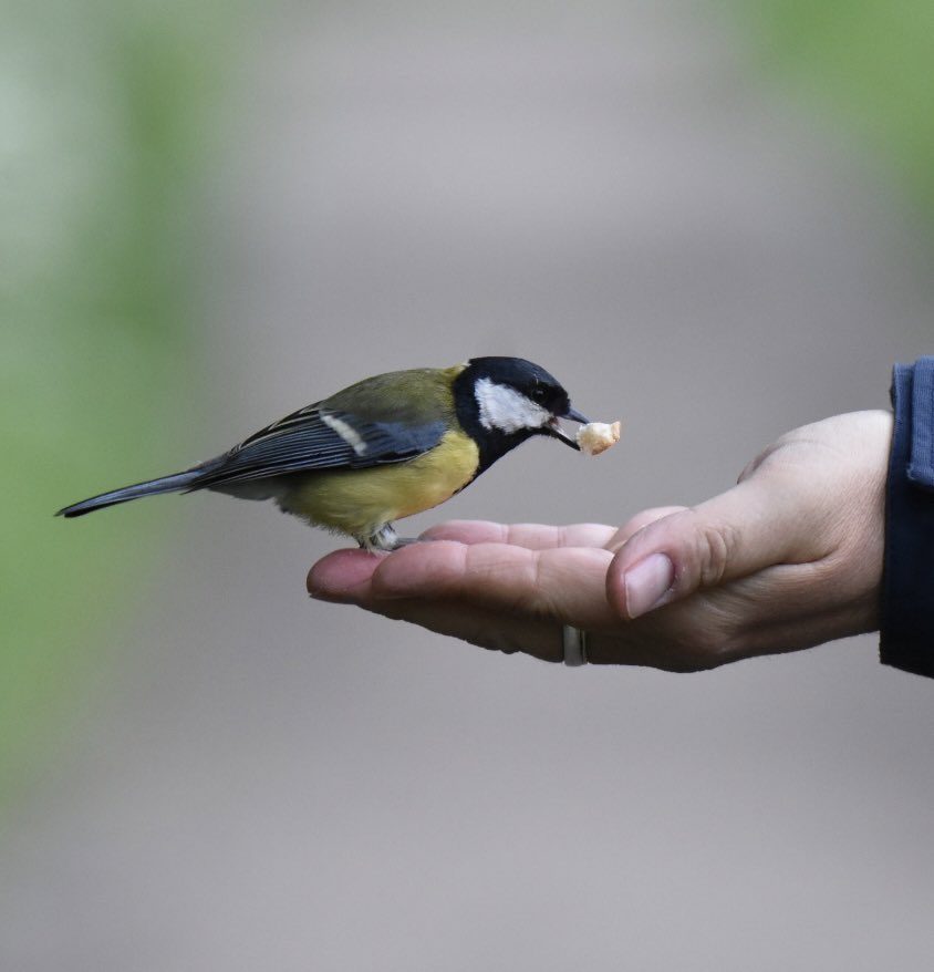 #DailyPicture #SundayMotivation 
Hungry Bird 🐦