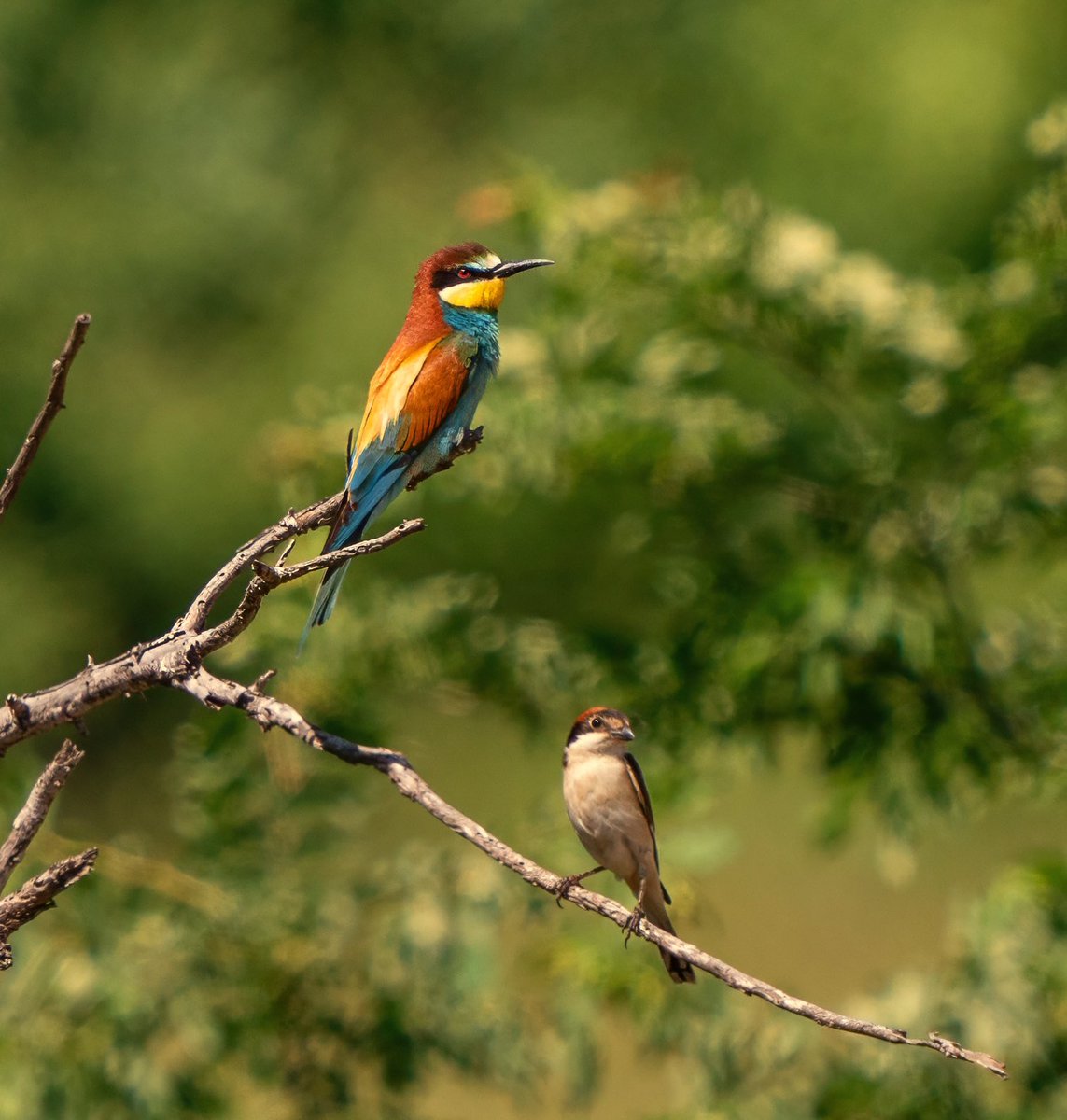 İki güzel birarada.
Arı Kuşu - Kızılbaşlı Örümcek Kuşu 

#trakus #birding_photography #birdingantalya  #nut_about_birds #kuş #bird #birdsonearth #1x  #beeeater #woodchatshrike #woodchatshrikes