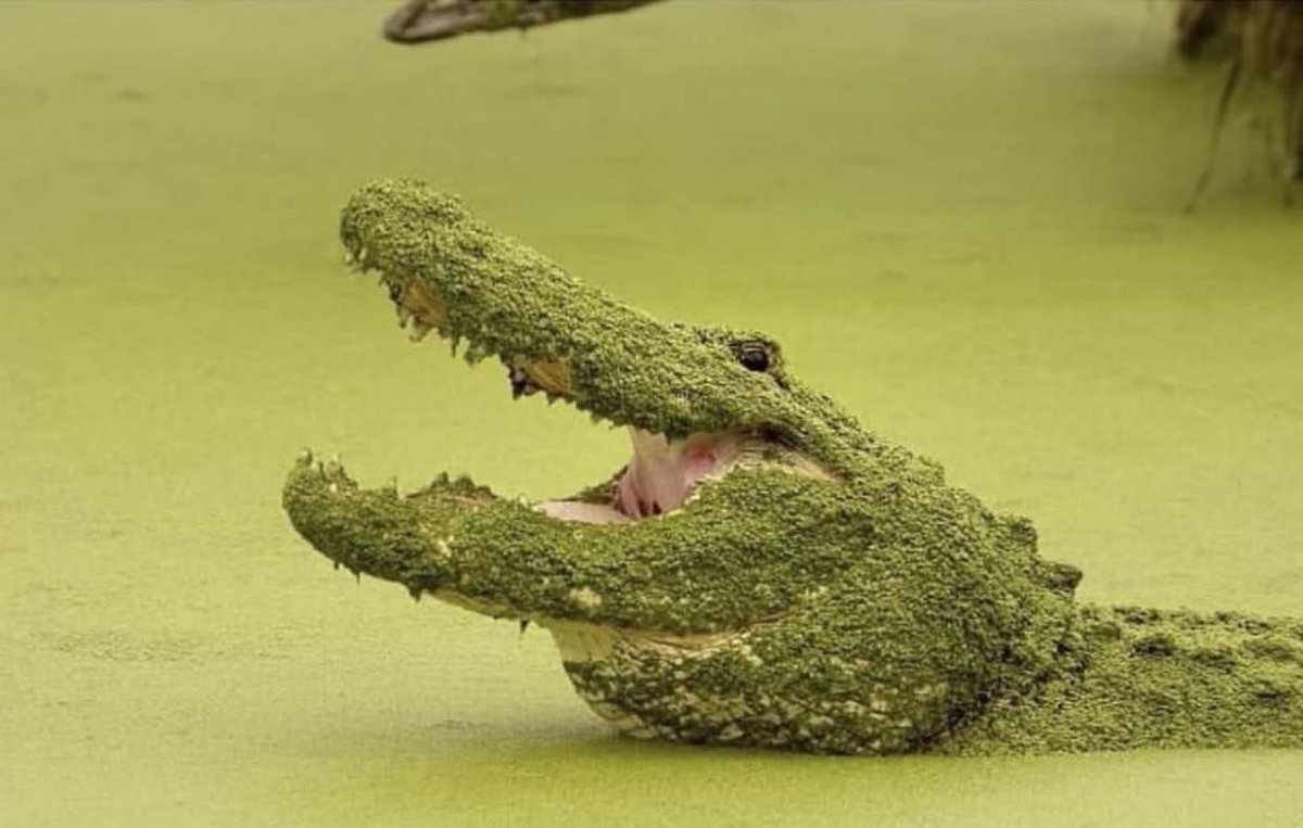 GatorsDaily's tweet image. lost in the sauce