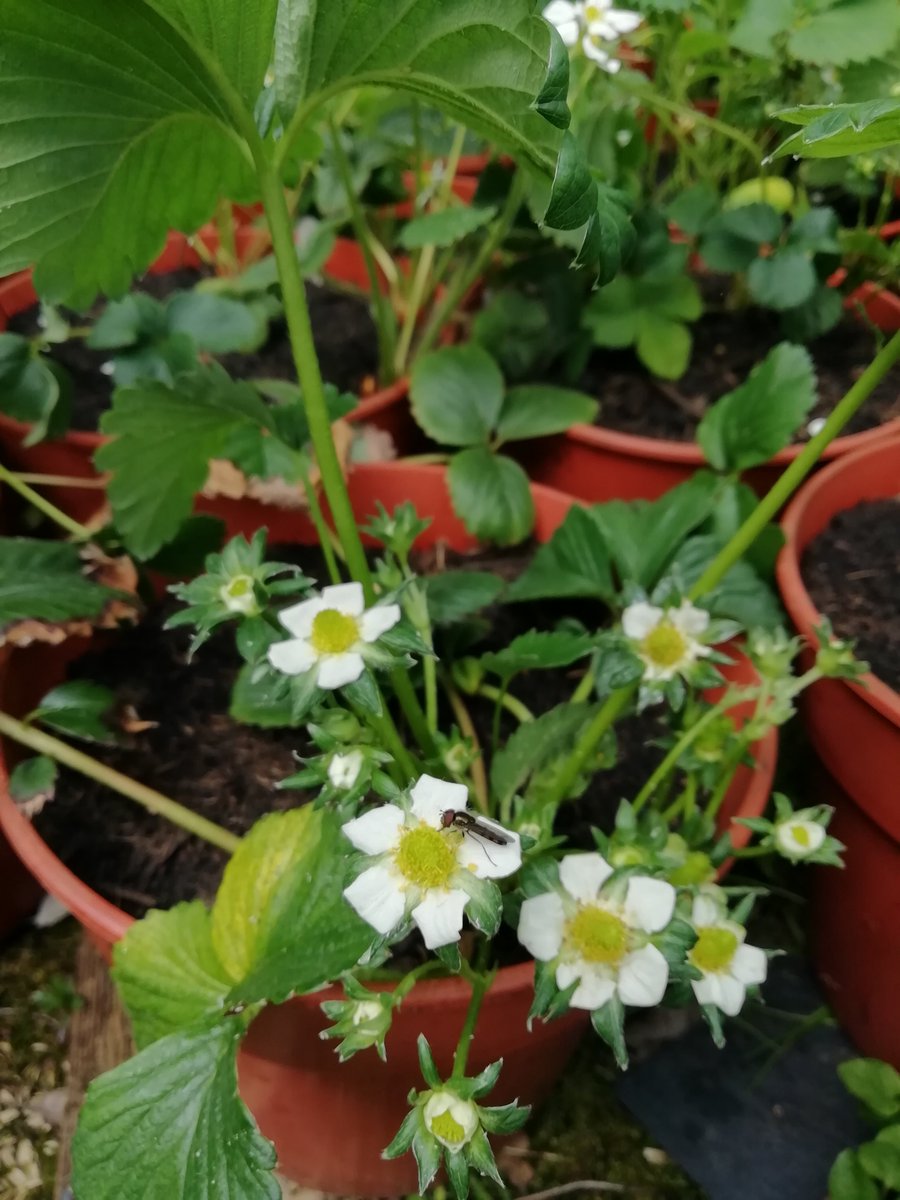 My potted, greenhouse-coddled strawberries have some aphids, so I've popped them outside so hoverflies can lay their eggs among the aphids *and* feed on pollen/nectar *and* pollinate the flowers. Simple, #nature-given solutions, eh🐝

#gardening #insects