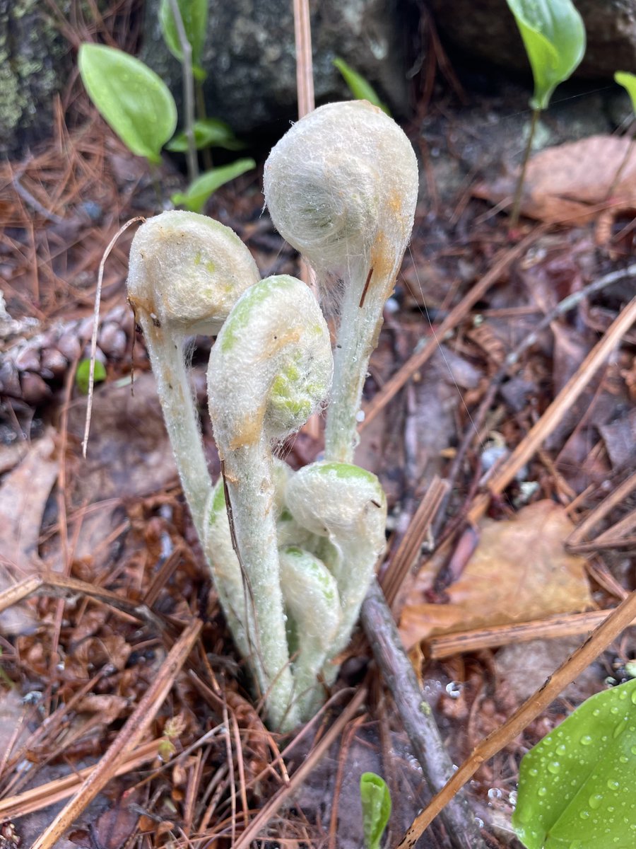 Fiddleheads.