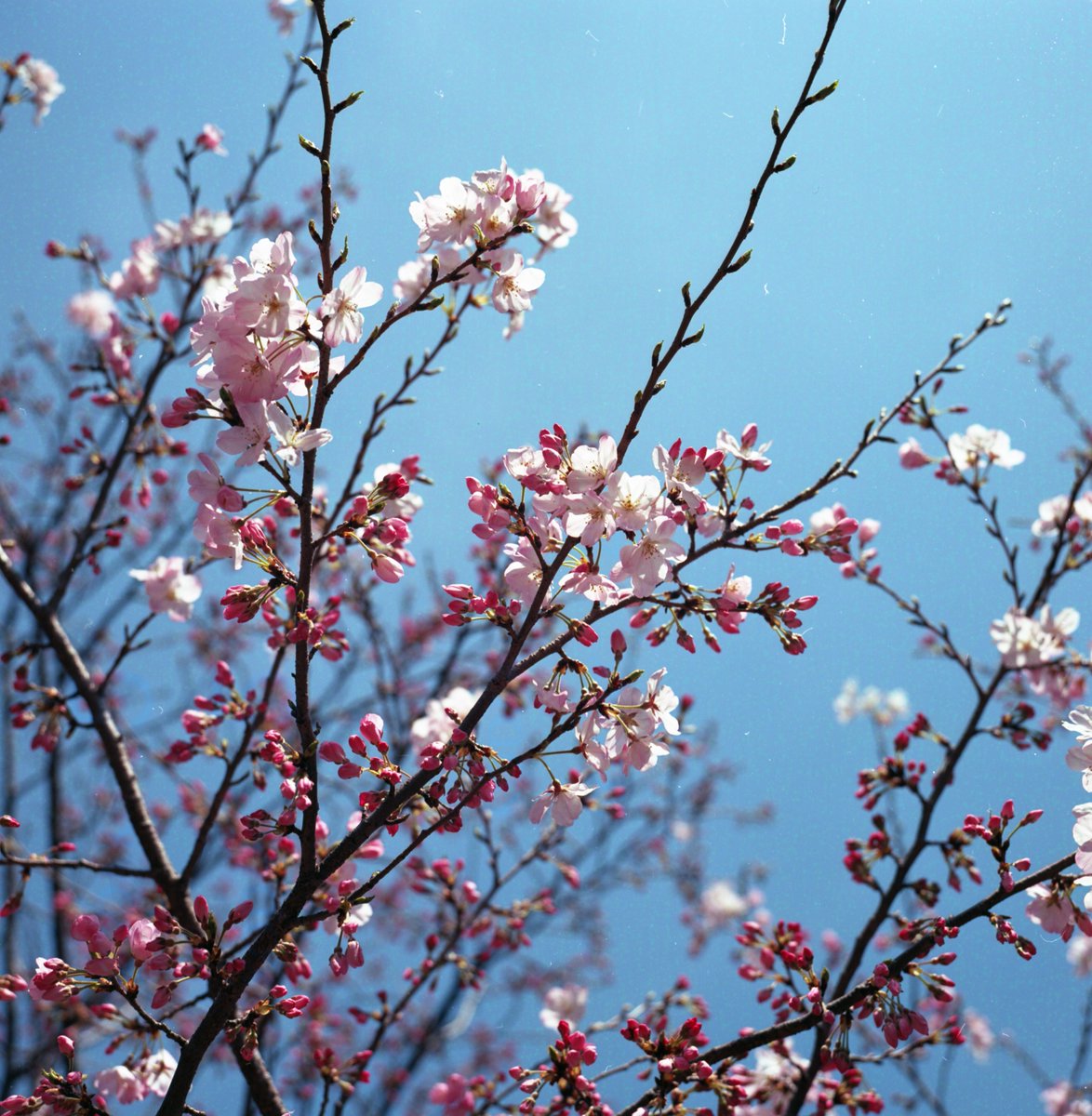 EKTAR Blue 
#桜 #Rolleiflex #Kodak #EKTAR