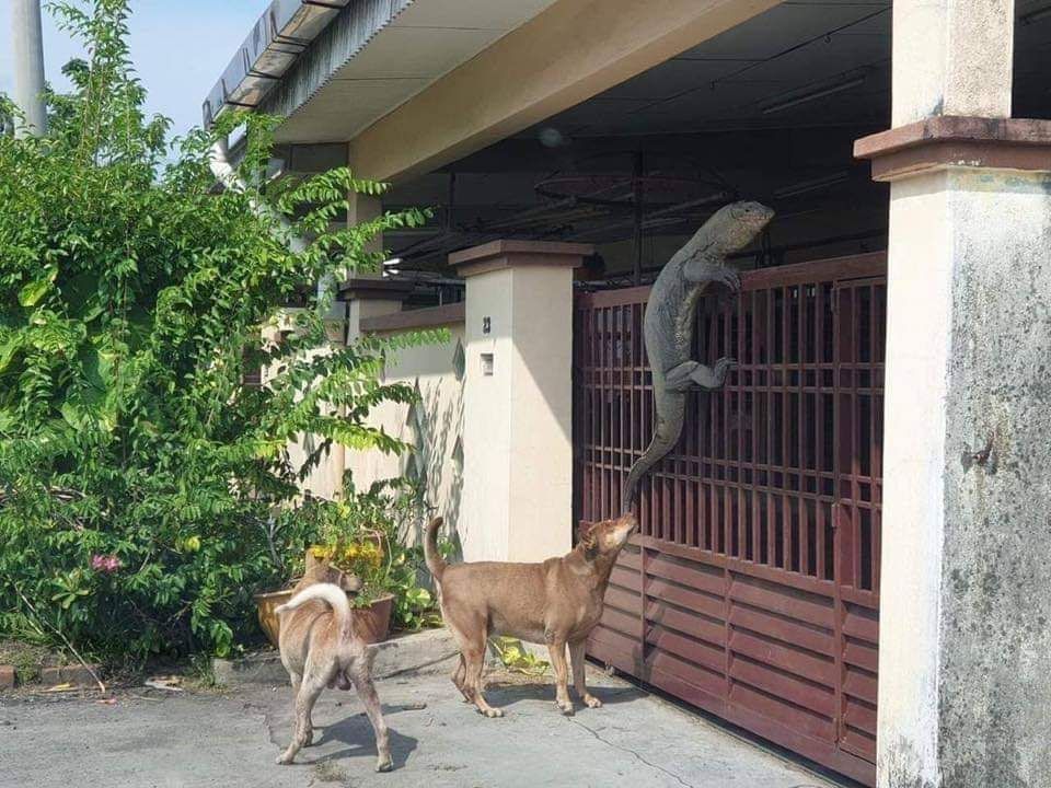 Excuse me, sir. Do you have time to talk about our lord and savior, Godzilla???