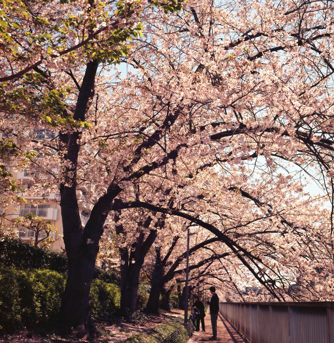 桜トンネル
#Rolleiflex #Kodak #EKTAR