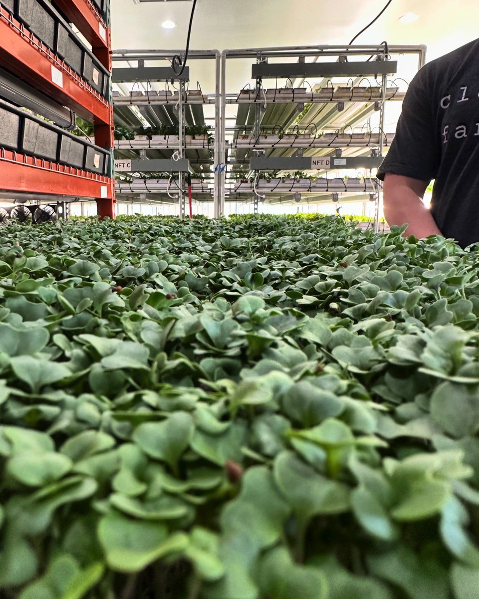Top of the mornin’ from the farm! We love harvesting all our greens, but broccoli sprouts hold a special place in our heart. They’re the 1st microgreen we grew 🌱

#broccolisprouts #superfood #farmer #local