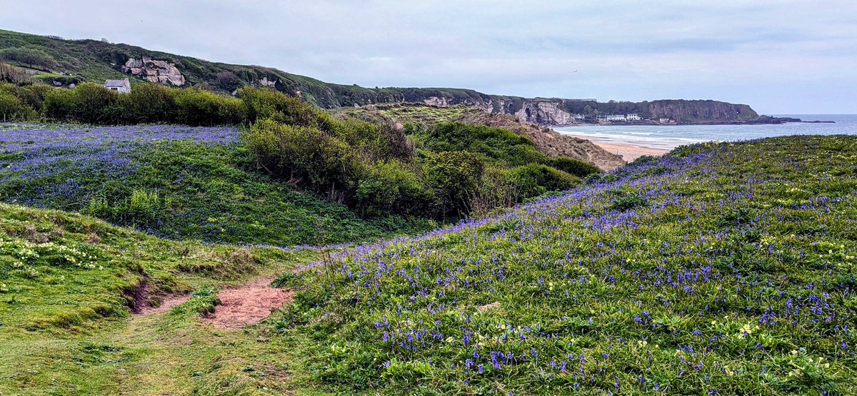 Bluebells Whitepark Bay #Bluebells   #WhiteparkBay @bbcweather @deric_tv #VMWeather @DiscoverNI @LoveBallymena @WeatherCee @angie_weather @Louise_utv  @WeatherAisling @barrabest @Ailser99 @nigelmillen @EventsCauseway @carolkirkwood  @Schafernaker @geoff_maskell