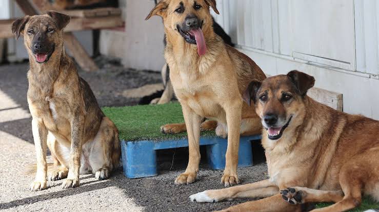 Açıklanan verilere göre, Türkiye'deki 3 büyükşehirdeki sokak köpeği sayısında 450 bin ile İzmir birinci sırada. • İzmir’de 450 bin • İstanbul’da 129 bin • Ankara'da 90 bin