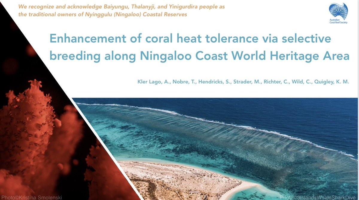 Alexandra Kler Lago (@alexandrakler) on Twitter photo Tomorrow (07/05) at <a href="/AustCoralReefs/">Aust Coral Reef Soc</a> join <a href="/la__cientifica/">Dr. Kate Quigley</a> and myself to discover what selective breeding can do for coral babies 🪸 to survive intense heat🌡️ in Ningaloo <a href="/UNESCO/">UNESCO 🏛️ #Education #Sciences #Culture 🇺🇳</a> World Heritage Area. Session 1.2, Seminar Room 2, 11:30.
Thanks to <a href="/minderoo/">Minderoo Foundation</a> and <a href="/ExmouthResearch/">Exmouth Research Lab</a> Tomorrow (07/05) at <a href="/AustCoralReefs/">Aust Coral Reef Soc</a> join <a href="/la__cientifica/">Dr. Kate Quigley</a> and myself to discover what selective breeding can do for coral babies 🪸 to survive intense heat🌡️ in Ningaloo <a href="/UNESCO/">UNESCO 🏛️ #Education #Sciences #Culture 🇺🇳</a> World Heritage Area. Session 1.2, Seminar Room 2, 11:30.
Thanks to <a href="/minderoo/">Minderoo Foundation</a> and <a href="/ExmouthResearch/">Exmouth Research Lab</a>
