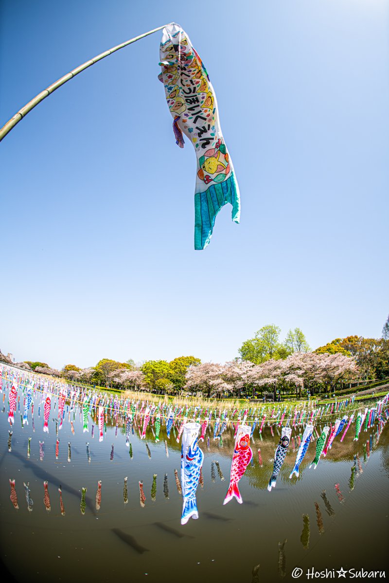 「鯉の一本釣り！」 #額装のない写真展 #photography #coregraphy #streetphotography #snap #StreetStyle #写真好きな人と繋がりたい #ファインダー越しの私の世界 #キリトリセカイ