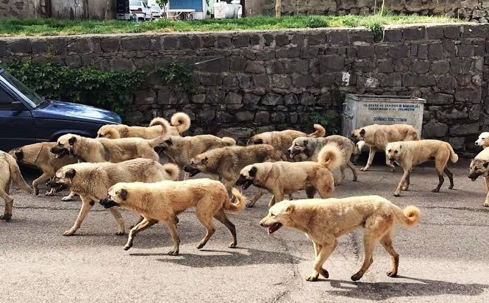 Resmi verilere göre Türkiye’de 3 büyükşehirdeki sokak köpeği sayısı 700.000’e yaklaştı: • İzmir’de 450.000 • İstanbul’da 129.000 • Ankara'da 90.000