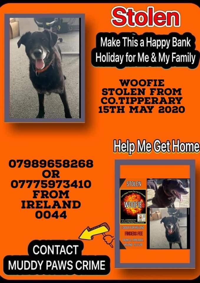 #Stolendog #Belovedpet PLEASE #RT #Share #URGENT #Repost Spread this post widely & rapidly. #Animalsmatter #Savelives Unbreak a family's hearts. #Dotherightthing Get WOOFIE home safe & soon. Any info make that call now! 🙏🙏