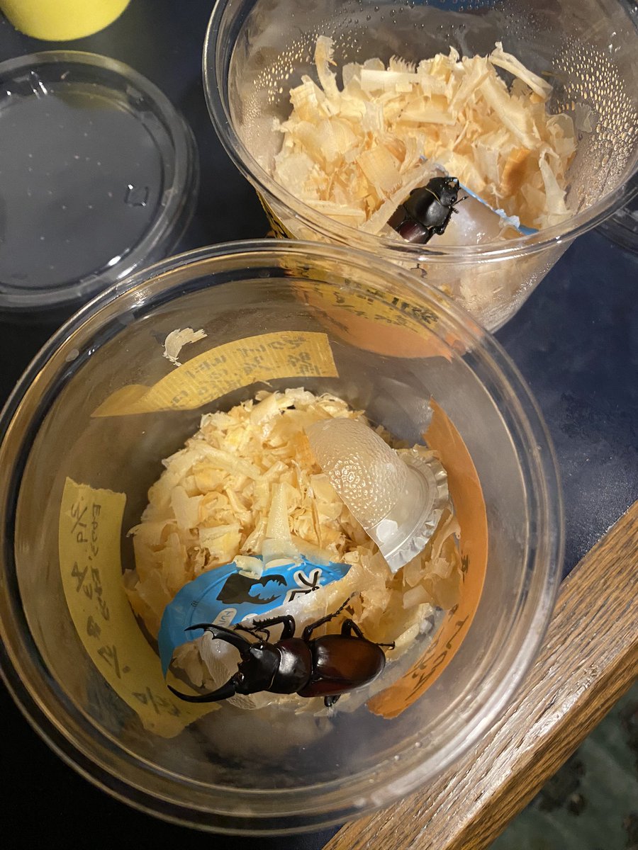 マクレイコクワ WF1

起きてきました。
来週くらいからペアリングですね😎
今年も悩まされるでしょうね😅

Dorcus macleayii
Tibet Autonomous Region Motuo County