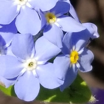 Spring. 
#springwatch #spring #blossomwatch #garden #gardening