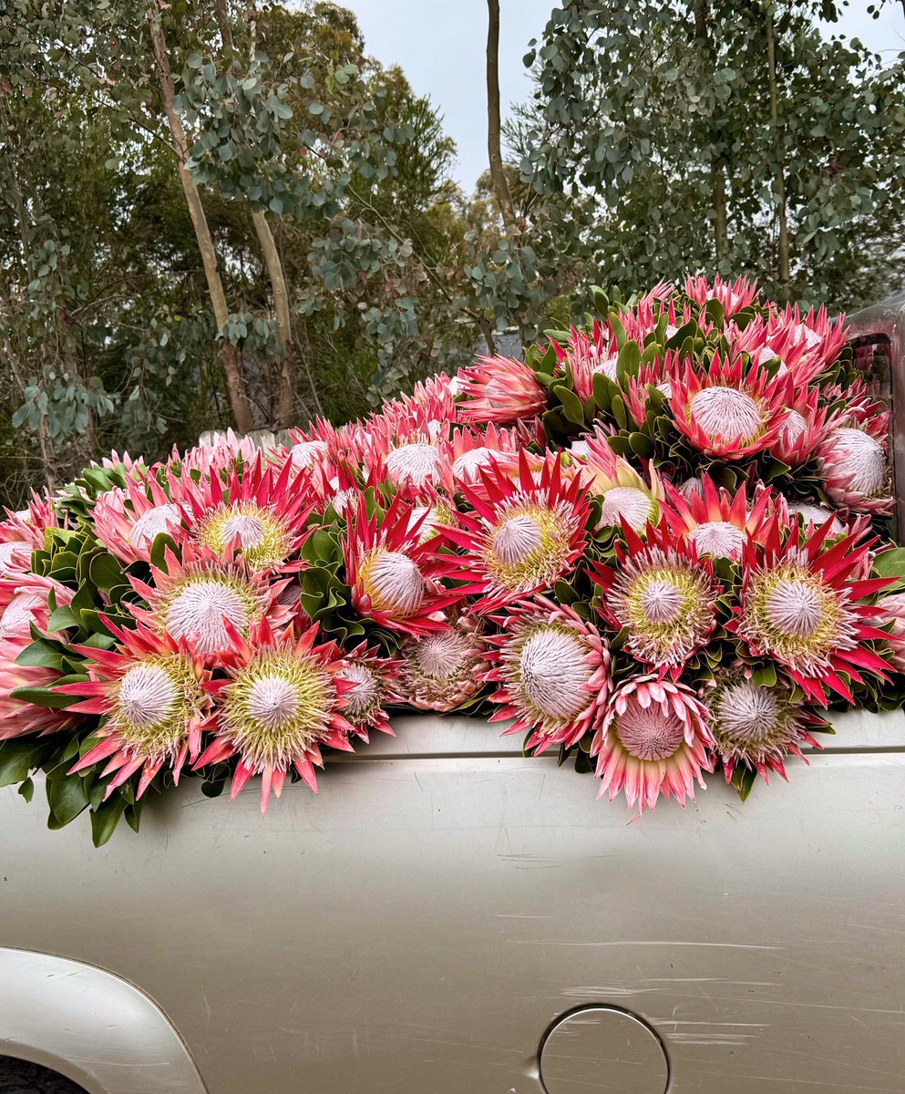 Happiness is not a station you arrive at, but a manner of traveling. -Margaret Lee Runbeck 🚜🌸👑🌸🌿 #mondaymotivation #traveltips #livebeautifully #protea #king #cagrown