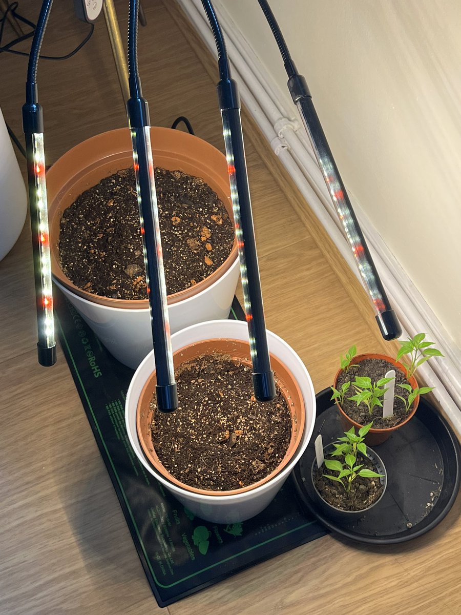 Well …. If the #Sun won’t do its job ….. I’ll just have hire someone else to do it 😏
Can’t wait around when I have seedlings and bulbs to grow 🤨

#GardeningTwitter 
#IndoorPlants