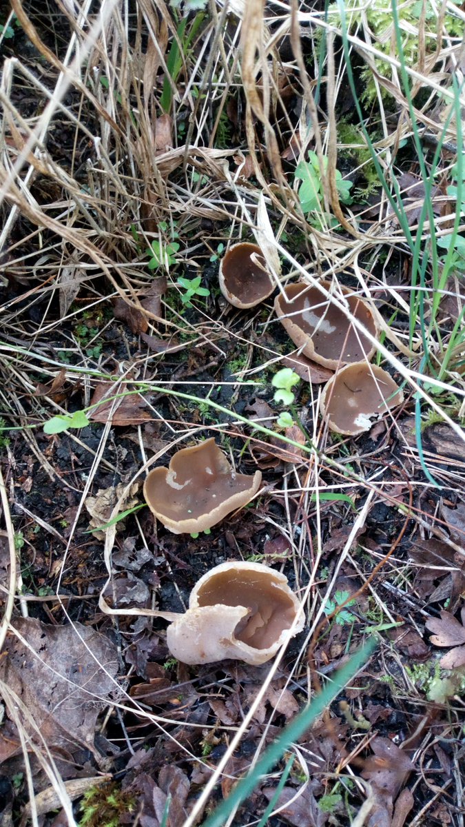 For #MushroomMonday another peziza sp. Most likely #BuchenwaldBecherling #PezizaAvernensis #Pilze #Mushroom #Fungi