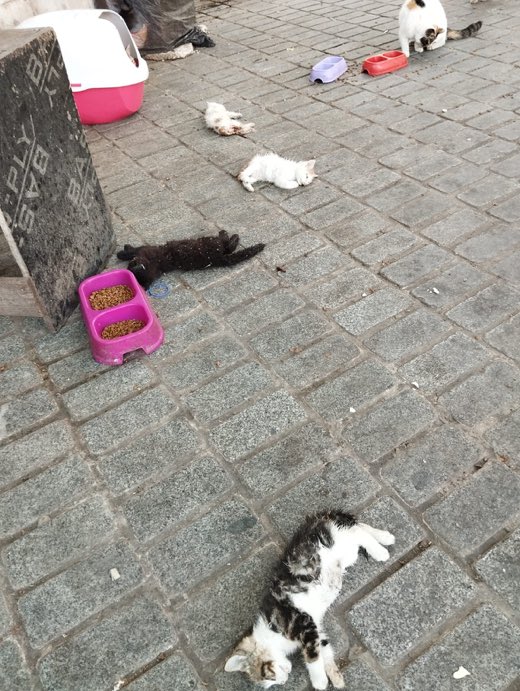‼️YAVRU KEDİLERE KATLİAM BU KEZ CAMİ ÖNÜNDE‼️ İstanbul Beyazıt Cami önünde yavru kedileri canice öldürmüşler. Yerde yatan yavru kedilerin hepsi ölmüş. @TC_istanbul @diyanetbasin @DiyanetTV @DkmpIstanbul Lütfen Caminin kamera görüntülerinden Katil yada Katiller…