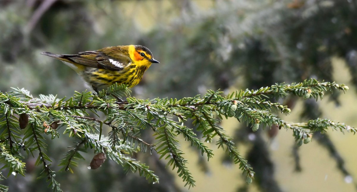 Good morning from Central Park! A bright pop of color this gloomy morning from this very dapper Cape May Warbler 😃 Cute toupee ✔️ Fabulous rouge on cheeks ✔️ Fierce eyeliner ✔️ Tiger striping ✔️ This species breeds in the Boreal Forest&I hope he safely makes it there. ❤️