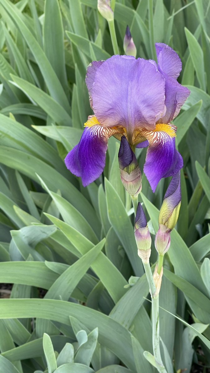 Grateful for neighbors… who plant smiles and joy for those who walk by… #Iris #flowers #spring