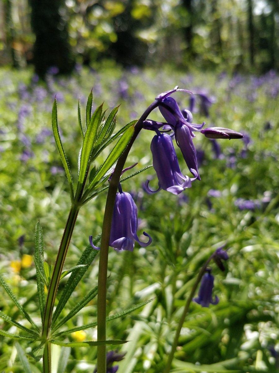💜Hestercombe Gardens' beautiful English bluebells are now flowering, creating a dense and vivid carpet humming with wildlife. 😆Experience the bluebells before they disappear back into the soil until next spring. Click here to find out more- loom.ly/QHrMI_I